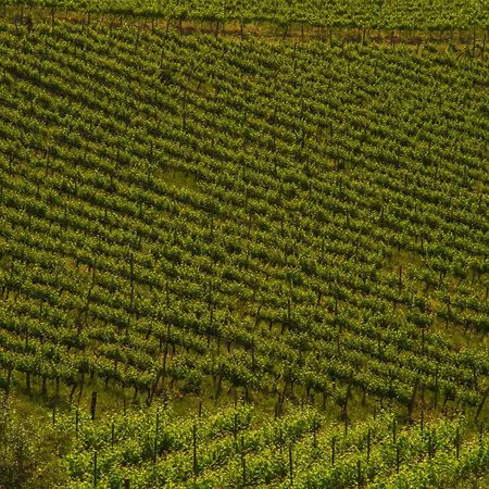 Fattoria Di Magliano Winery 팜스테이
