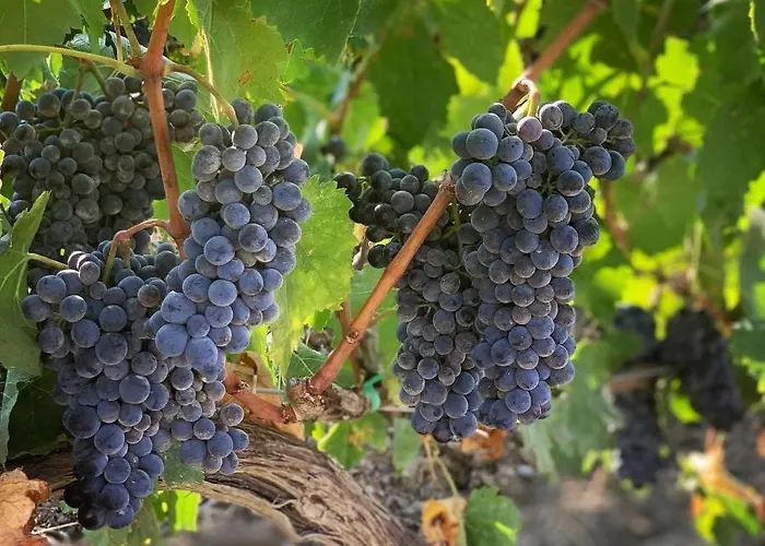 Fattoria Di Magliano Winery