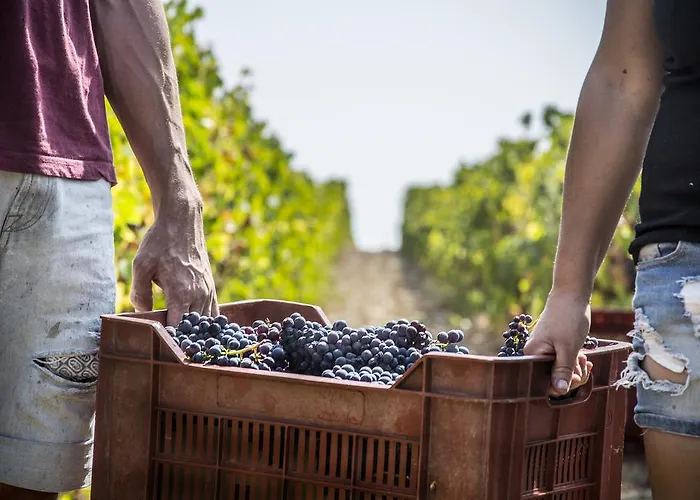 Fattoria Di Magliano Winery