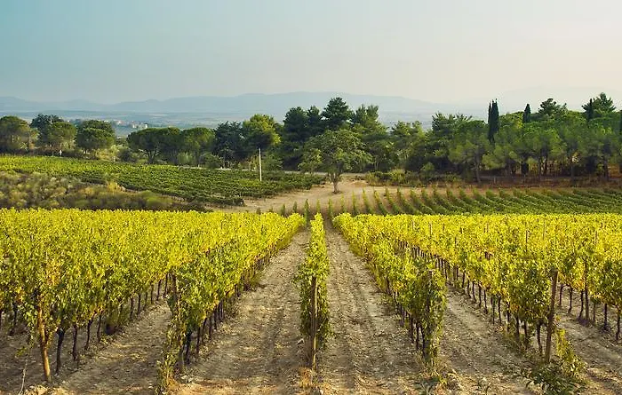 Fattoria Di Magliano Winery