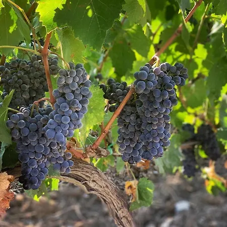 Fattoria Di Magliano Winery