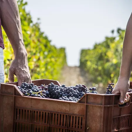 Fattoria Di Magliano Winery